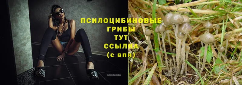 blacksprut ONION  Шадринск  Галлюциногенные грибы мицелий 